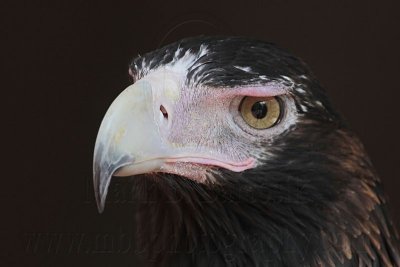 _MG_0780 Wedge-tailed Eagle.jpg
