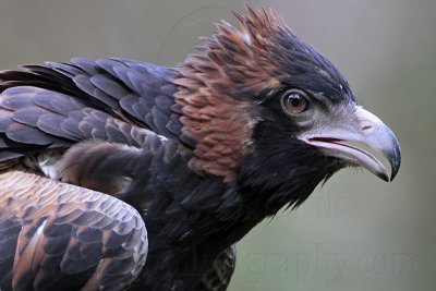 Black-breasted Buzzard: Portraits - Top End, Northern Territory, Australia