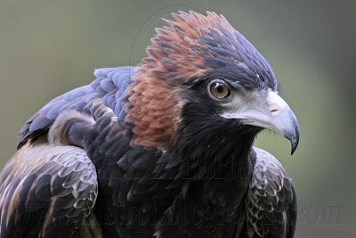 _MG_9695 Black-breasted Buzzard.jpg