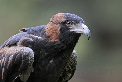 _MG_9697 Black-breasted Buzzard.jpg