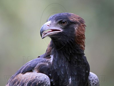 _MG_9701 Black-breasted Buzzard.jpg