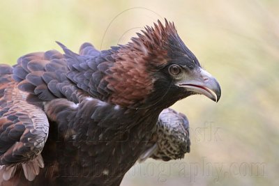 _MG_9793 Black-breasted Buzzard.jpg