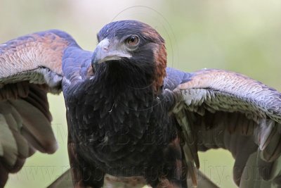 _MG_9854 Black-breasted Buzzard.jpg