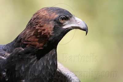 _MG_9872 Black-breasted Buzzard.jpg