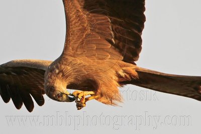Black Kite eating on wing - Top End, Northern Territory, Australia