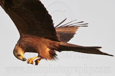 _MG_3746 Black Kite.jpg