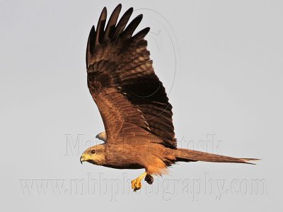 _MG_3758 Black Kite.jpg