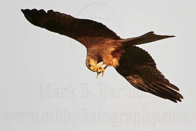 _MG_3775 Black Kite.jpg