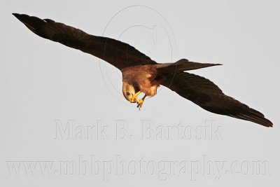 _MG_3781 Black Kite.jpg