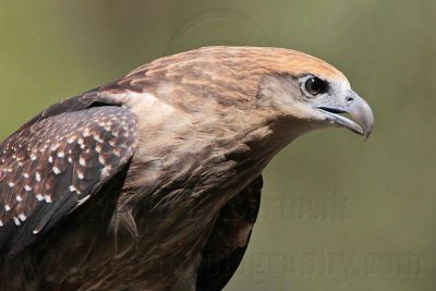_MG_0003 Brahminy Kite juvenile.jpg