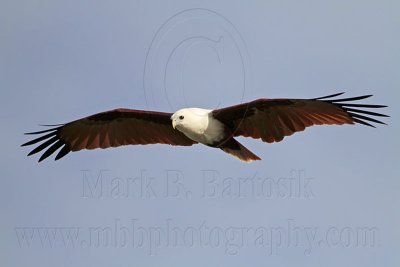 _MG_2090 Brahminy Kite.jpg