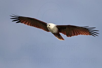 _MG_2144 Brahminy Kite.jpg