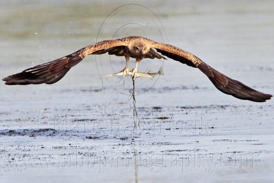 _MG_5382 Whistling Kite.jpg