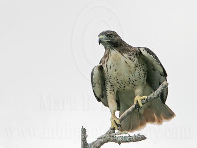 _MG_9192 Red-tailed Hawk.jpg