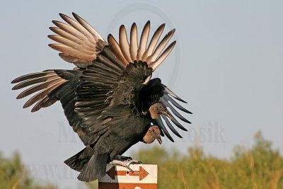 IMG_4641 Black Vulture.jpg