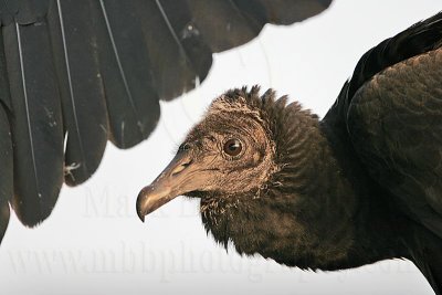 _MG_8836 Black Vulture.jpg
