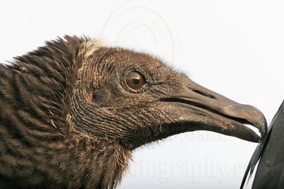 _MG_9183 Black Vulture.jpg