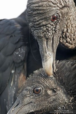 _MG_9317 Black Vulture.jpg