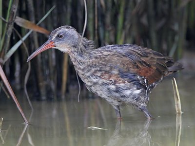 _MG_3956 Virginia Rail.jpg