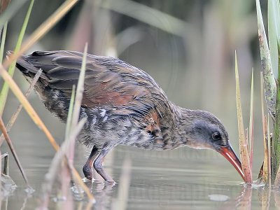 _MG_4007 Virginia Rail.jpg