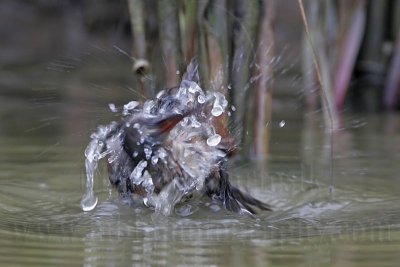 _MG_4269 Virginia Rail.jpg