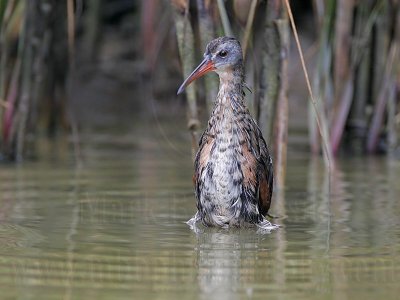 _MG_4287 Virginia Rail.jpg