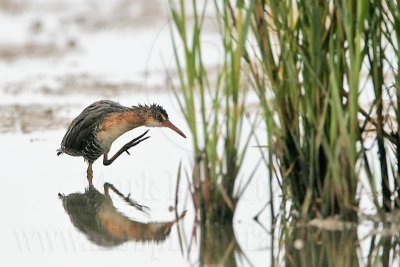 _MG_4888 Virginia Rail.jpg