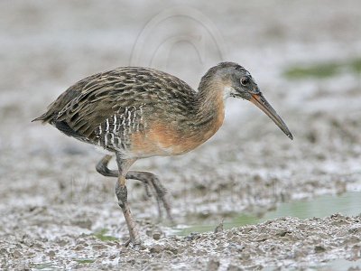 _MG_3762 Clapper Rail.jpg