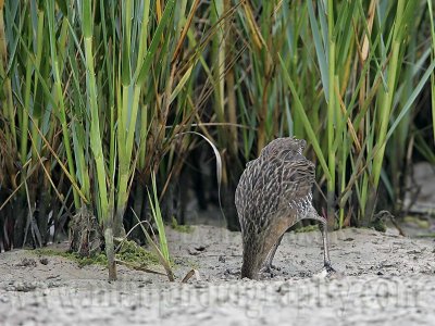 _MG_3856 Clapper Rail.jpg