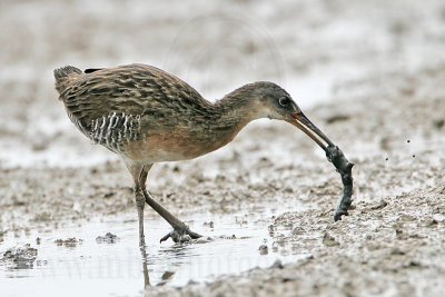 _MG_4412 Clapper Rail.jpg