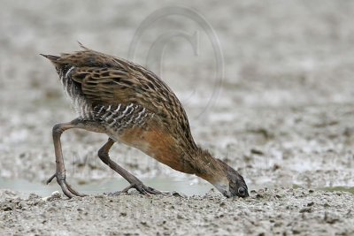 _MG_4799 Clapper Rail.jpg