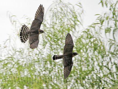 _MG_6376 Merlin.jpg