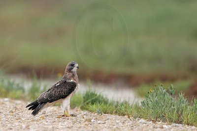 _MG_6465 Swainson's Hawk.jpg