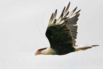 _MG_6001 Crested Caracara.jpg