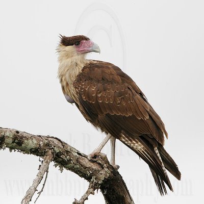 _MG_6092 Crested Caracara.jpg