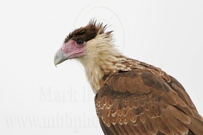 _MG_6136 Crested Caracara.jpg