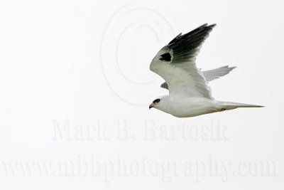 _MG_6614 White-tailed Kite.jpg