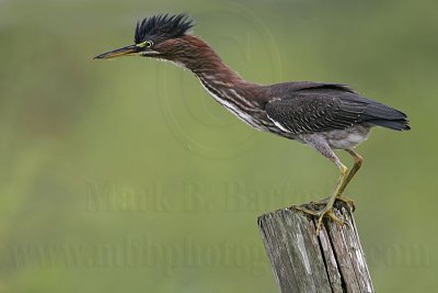 _MG_6763 Green Heron.jpg