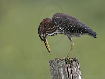 _MG_6775 Green Heron.jpg