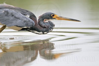 _MG_4086 Tricolored Heron.jpg