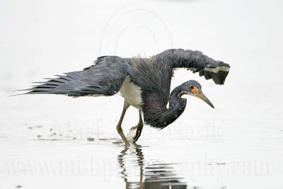 _MG_4636 Tricolored Heron.jpg