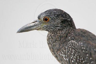 _MG_4186 Yellow-crowned Night Heron.jpg