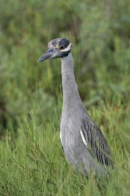 _MG_6561 Yellow-crowned Night Heron.jpg