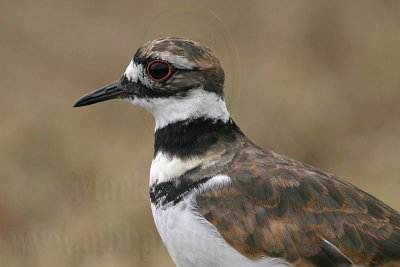 _MG_6819 Killdeer.jpg