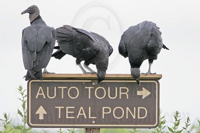 _MG_6430 Black Vulture.jpg