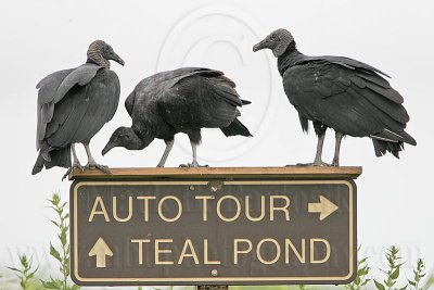 _MG_6455 Black Vulture.jpg