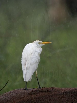 _MG_5104 Cattle Egret.jpg