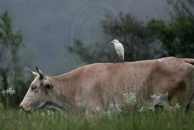 _MG_5145 Cattle Egret.jpg