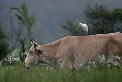 _MG_5146 Cattle Egret.jpg