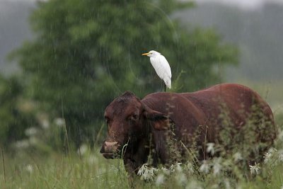 _MG_5200 Cattle Egret.jpg